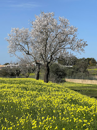 Photos des visiteurs hôtels Edificio Palmeiras 8200-291 Albufeira