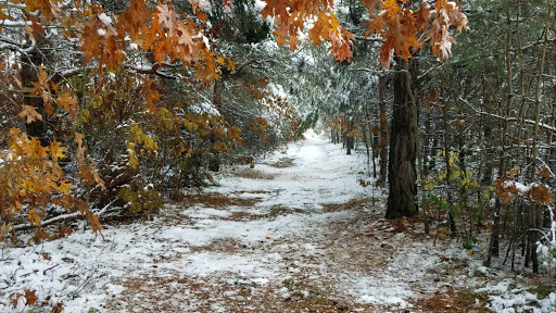 Art Museum «Detroit Institute of Arts», reviews and photos, 5200 Woodward Ave, Detroit, MI 48202, USA