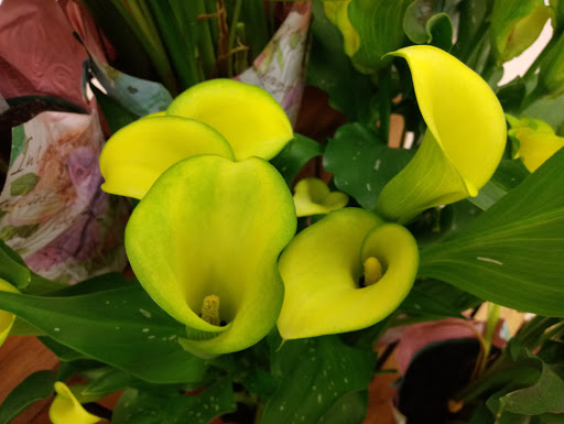 Grocery Store «Winn-Dixie», reviews and photos, 802 US-27, Avon Park, FL 33825, USA