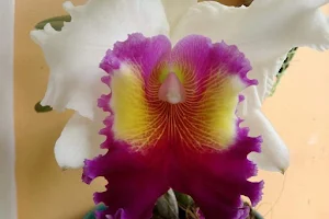 Anna Orchids, Irinjalakuda, Thrissur,Kerala image
