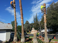 Rancho Tree Care - Photo 5 - Car repair in , Fontana