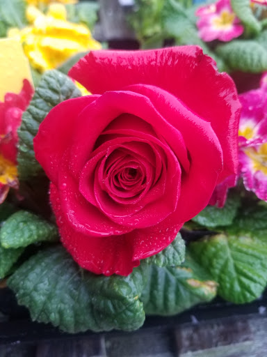 Garden Center «International Garden and Floral Design Center», reviews and photos, 155 N Sepulveda Blvd, El Segundo, CA 90245, USA