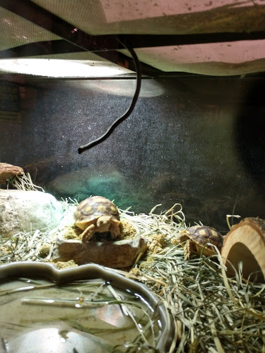 Pet Store «Critter Cabana», reviews and photos, 516 E 1st St, Newberg, OR 97132, USA