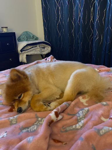 Pet Supply Store «PetSmart», reviews and photos, 1410 NE 23rd St, Pompano Beach, FL 33062, USA