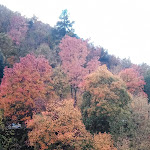 Photo n°3 de l'avis de Francesco.r fait le 16/11/2021 à 16:49 sur le  Ristorante Da Matilde à Fara Filiorum Petri