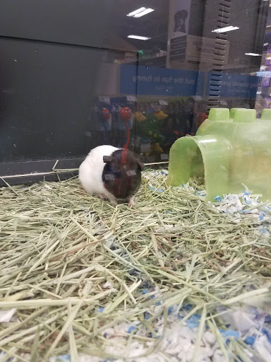 Pet Supply Store «PetSmart», reviews and photos, 131 Highlands Blvd Dr, Manchester, MO 63011, USA