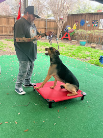 Dogs Mind Training - Photo 2 - Car repair in , Plano