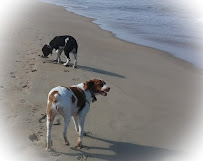 Coddle Creek Pet Services - Photo 7 - Car repair in Mooresville, NC, Concord