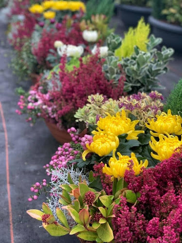 Dorley Plants & Flowers - Gent