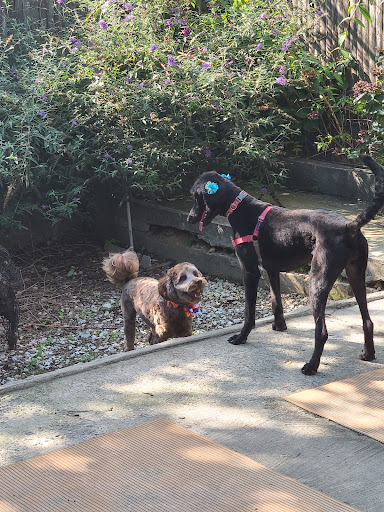 Pet Store «Rainbow Pet Supplies», reviews and photos, 3940 58th St, Woodside, NY 11377, USA