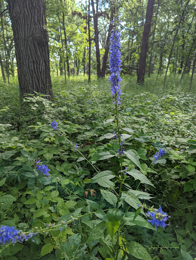 Nature Preserve «Shoe Factory Road Prairie Nature Preserve», reviews and photos, Shoe Factory Rd, Hoffman Estates, IL 60192, USA