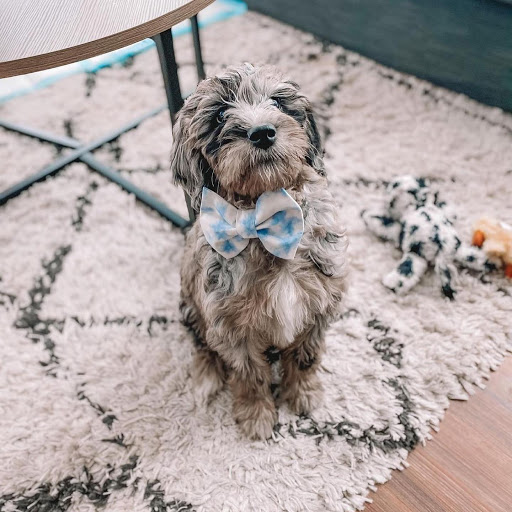 Pet Store «Animal Kingdom», reviews and photos, 4500 N Oracle Rd #254, Tucson, AZ 85705, USA