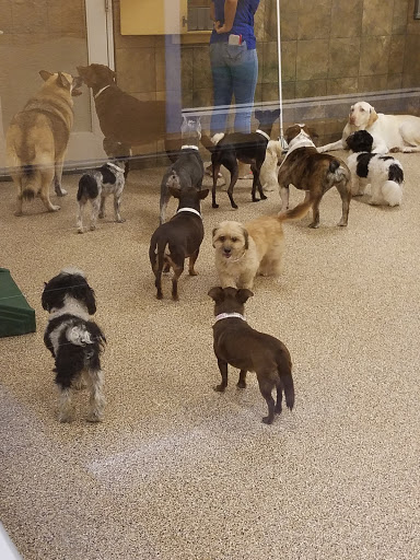 Pet Supply Store «PetSmart», reviews and photos, 7290 W Bell Rd, Glendale, AZ 85308, USA