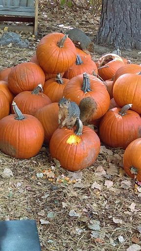 Grocery Store «Niwot Market», reviews and photos, 7980 Niwot Rd, Longmont, CO 80503, USA