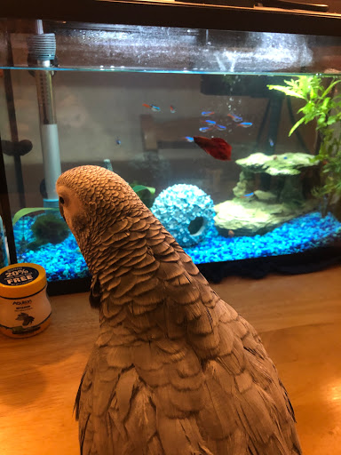 Tropical Fish Store «Aquarium Co-Op», reviews and photos, 9661 Firdale Ave, Edmonds, WA 98020, USA