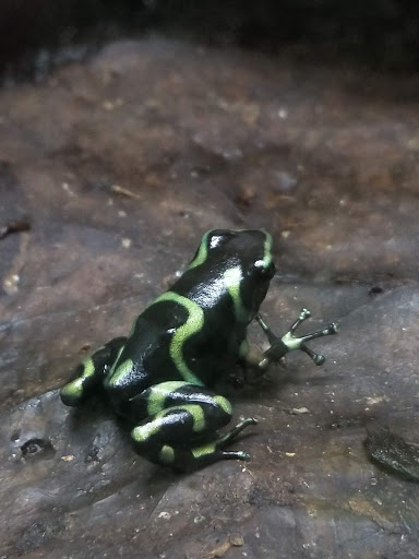 Planetarium «Fernbank Science Center», reviews and photos, 156 Heaton Park Dr, Atlanta, GA 30307, USA