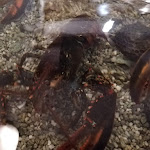 Photo n°1 de l'avis de Fabiomaria.e fait le 29/06/2019 à 20:16 sur le  Amelindo Mare Ristorante à Fiumicino