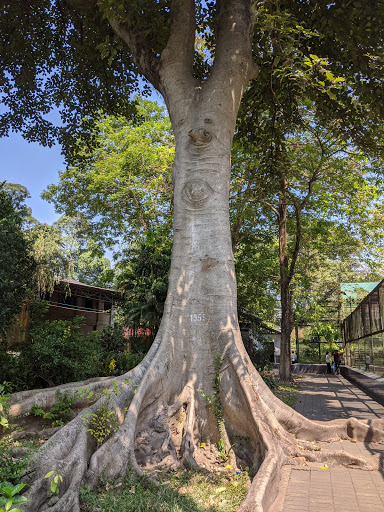 Tree pruning Ho Chi Minh