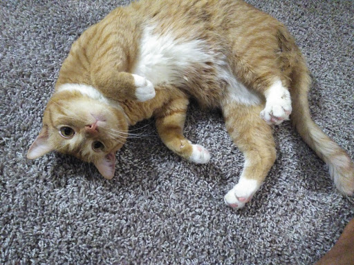 Pet Supply Store «PetSmart», reviews and photos, 7850 W Commercial Blvd, Lauderhill, FL 33351, USA