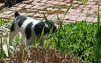 South Coast Dog Walking - Photo 1 - Car repair in Fairhaven, MA, New Bedford