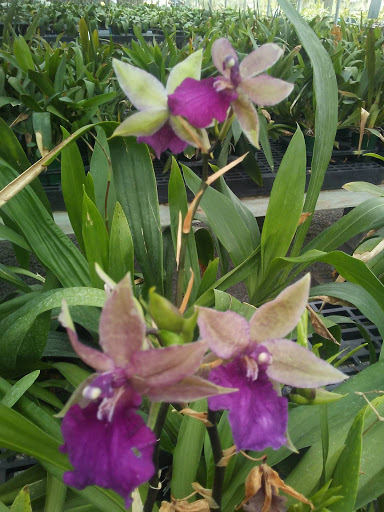 Florist «Dr Delphinium Flower & Orchid House», reviews and photos, 513 W Campbell Rd, Richardson, TX 75080, USA