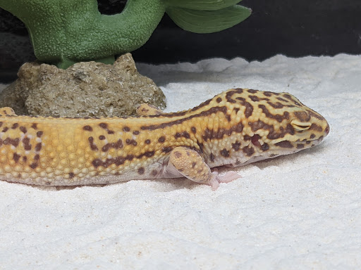 Pet Supply Store «Petco Animal Supplies», reviews and photos, 4915 E 41st St C, Tulsa, OK 74135, USA