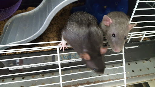 Pet Store «Critter Hut Aquarium & Pets», reviews and photos, 6637 Post Rd, North Kingstown, RI 02852, USA