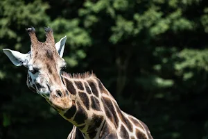 Banham Zoo image