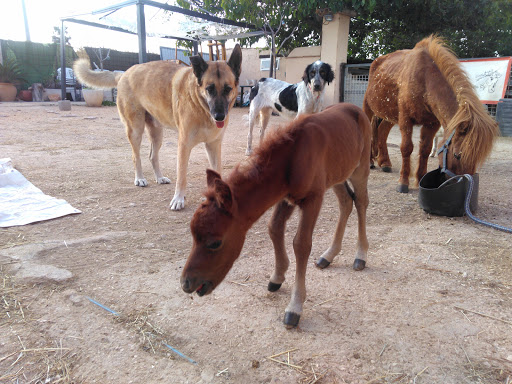 Protectoras de animales y servicios de rescate en Dénia de 2024