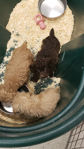 Pet Store «Yuppy Puppy Pet Shop», reviews and photos, 292 Frantz Rd, Stroudsburg, PA 18360, USA