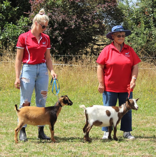 Reviews of Nigerian Dwarf Dairy Goats NZ in Te Kauwhata - Association