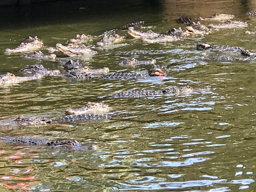 Zoo «ZooWorld Zoological and Botanical Conservatory», reviews and photos, 9008 Front Beach Rd, Panama City Beach, FL 32407, USA