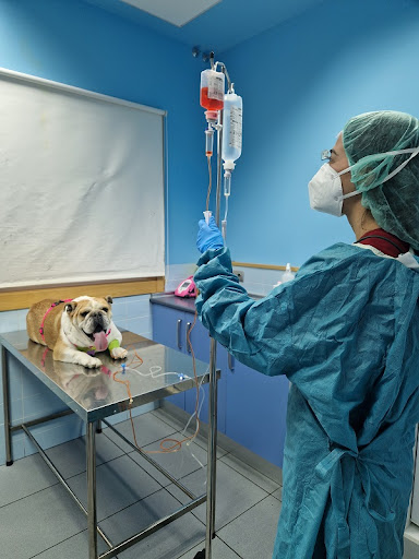 Clínica Veterinaria El Parque Talavera en Talavera de la Reina