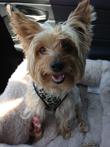 Pet Store «Pyrenees Pets», reviews and photos, 3440 Camino Tassajara, Danville, CA 94506, USA