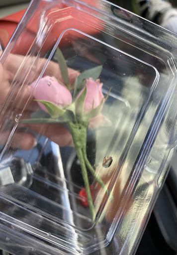 Florist «Valdosta Greenhouses», reviews and photos, 406 Northside Dr, Valdosta, GA 31602, USA