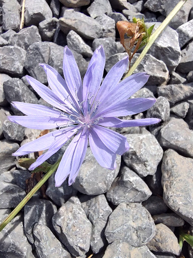 Battle Site «Third Battle of Winchester Battlefield Park», reviews and photos, 541 Redbud Rd, Winchester, VA 22603, USA