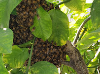 Trips Exterminating - Photo 2 - Car repair in Chino, CA, Ontario