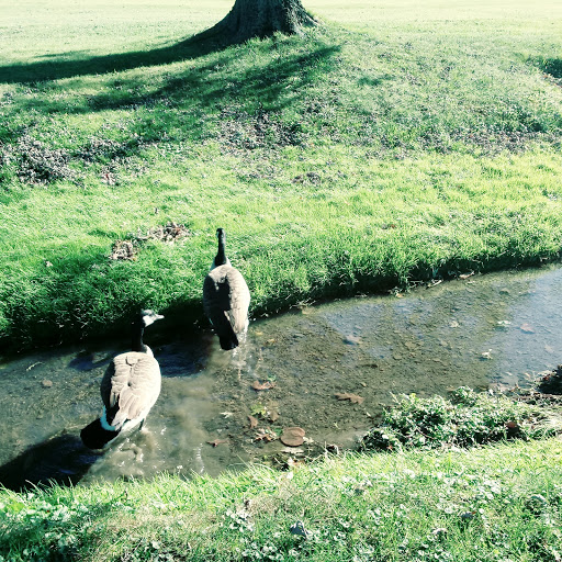 Public Golf Course «J.C. Martin Golf Course», reviews and photos, 652 Shunpike Rd, Erie, PA 16508, USA