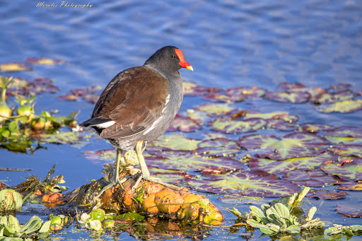 Park «Lake Lotus Park Office», reviews and photos, 1153 Lake Lotus Park Rd, Altamonte Springs, FL 32714, USA