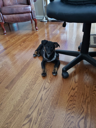 Pet Supply Store «PetSmart», reviews and photos, 1945 Pavilion Way, Lexington, KY 40509, USA