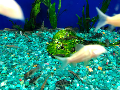 Pet Supply Store «Pet Supermarket», reviews and photos, 1809 S University Dr, Davie, FL 33324, USA