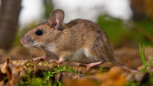 Pest Control Service «Action Pest Control», reviews and photos