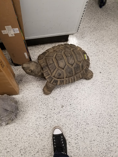 Clothing Store «Ross Dress for Less», reviews and photos, 9820 W Lower Buckeye Rd, Tolleson, AZ 85353, USA