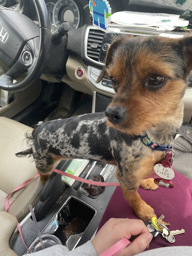 Pet Supply Store «PetSmart», reviews and photos, 208 Mariner Way, Biddeford, ME 04005, USA