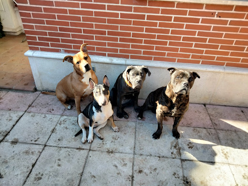 Centro Veterinario Boecillo en Boecillo