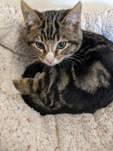 Thrift Store «Companion Animal Foundation», reviews and photos, 88 Sunnybrae Center, Arcata, CA 95521, USA