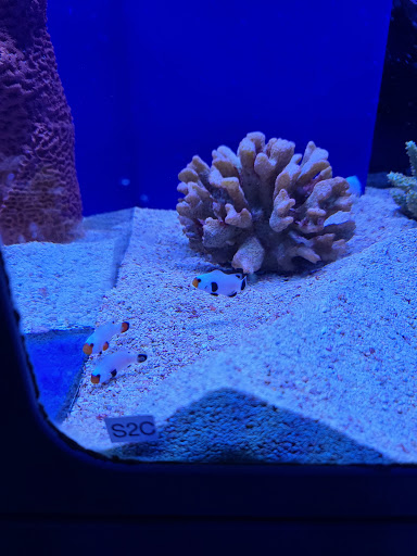 Tropical Fish Store «Aquarium Boutique», reviews and photos, 9035 Garland Rd, Dallas, TX 75218, USA