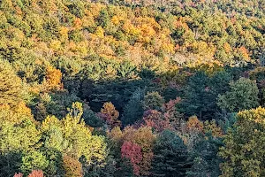 Michaux State Forest image