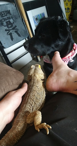 Pet Supply Store «Petco Animal Supplies», reviews and photos, 415 E University Dr, Granger, IN 46530, USA