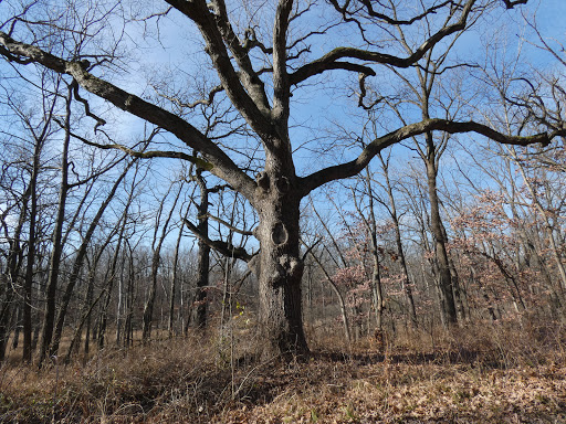 Nature Preserve «Jurgensen Woods Nature Preserve», reviews and photos, 183rd St, Lansing, IL 60438, USA